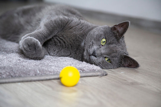 The vital role of exercise in your cat's happiness