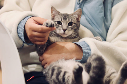 The importance of regular veterinary check-ups for your cat